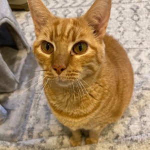 Orange Tabby Cat Adoption Clarksburg MD Adopt Max