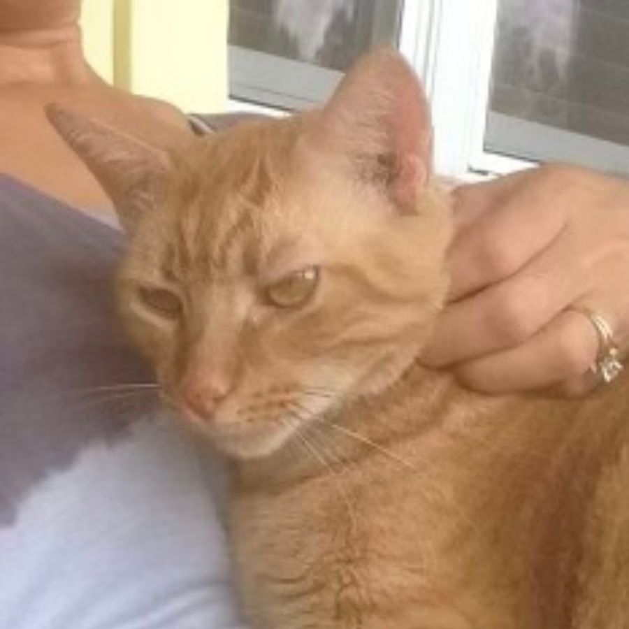 Handsome Orange Tabby Cat for Adoption in Clarksburg MD – Supplies Included – Adopt Max