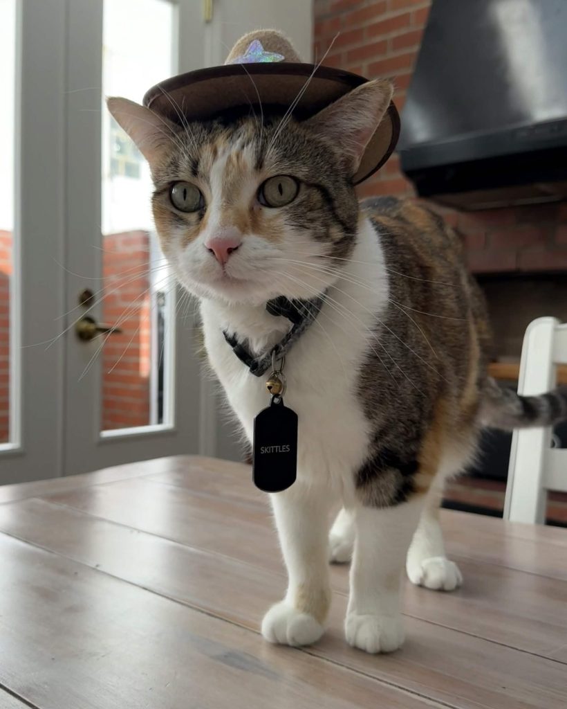 Photo Skittles, Tabby Calico cat for adoption in los Angeles ca