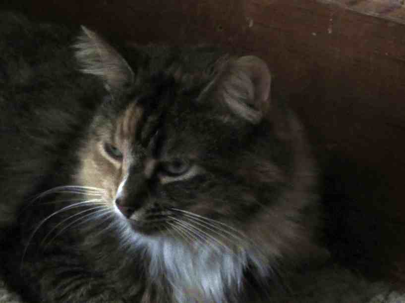 Michelle-cat-to-adopt-in-mount-bethel-pa1