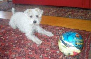 Mico - purebred parson russell terrier dog for adoption in queens ny