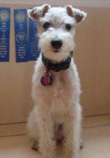 Mico - Purebred Parson Russell Terrier Dog For Adoption in Queens NY