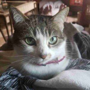 Grey Tabby Tuxedo Cat Adoption Calgary AB Adopt Mila