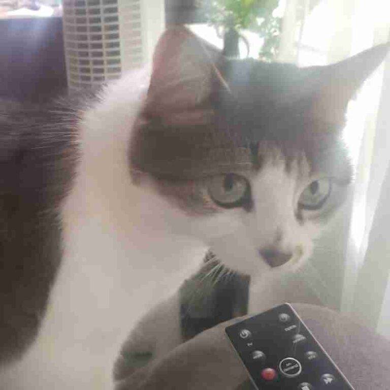 Stunning Grey Tabby Tuxedo Cat For Adoption in Calgary AB Supplies