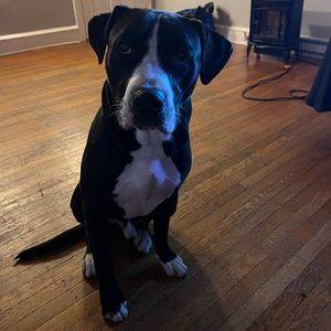 Labrador Retriever Boxer Pitbull Mix for Adoption Philadelphia PA Adopt Milo