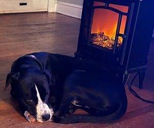 Handsome Labrador Retriever Boxer Pitbull Mix Dog for Adoption in Philadelphia PA – Supplies Included – Adopt Milo