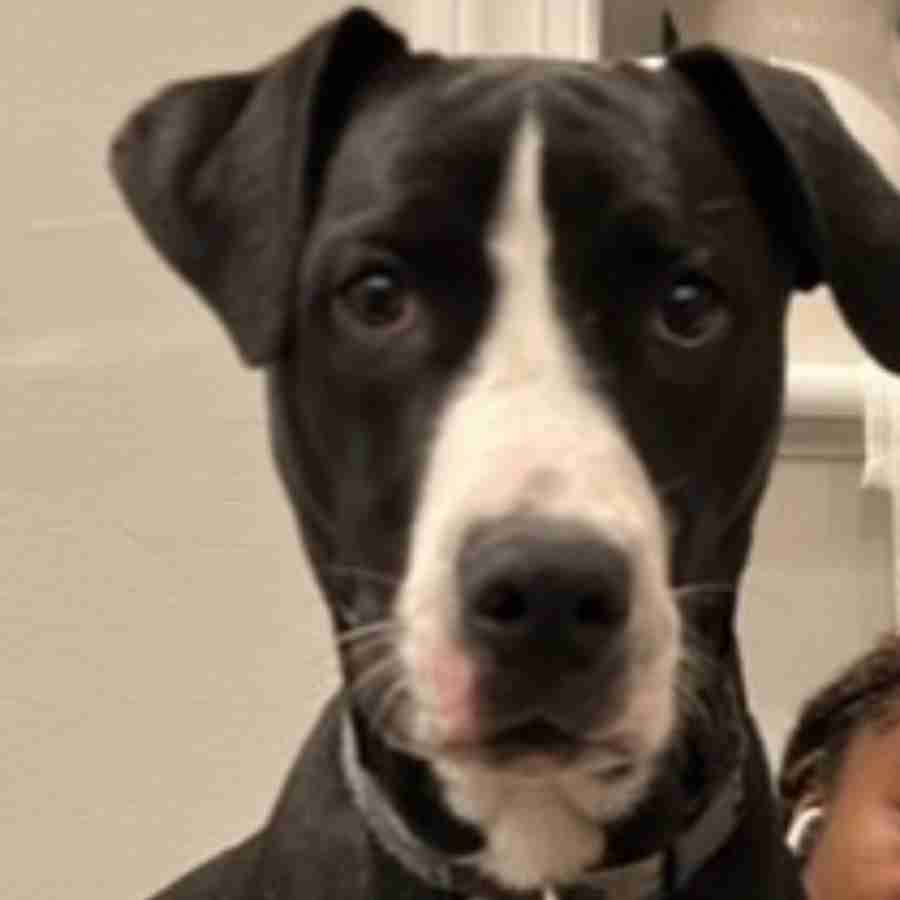 Labrador Retriever Boxer Pitbull Mix for Adoption Philadelphia PA Adopt Milo