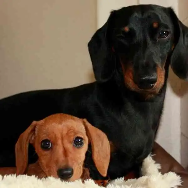 miniature dachshund female