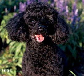 Miniature Poodle Rehoming