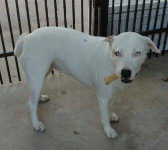 REHOMED – Magnificent Misty – Stunning Blue Eyed White Lab Mix Puppy Found Loving Home – Houston, Texas