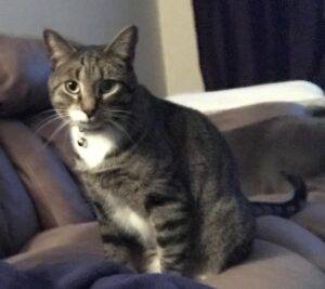 Tuxedo Tabby Cat For Adoption Huntsville Texas