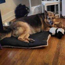German Shepherd Adoption In Philadelphia PA Adopt Molly