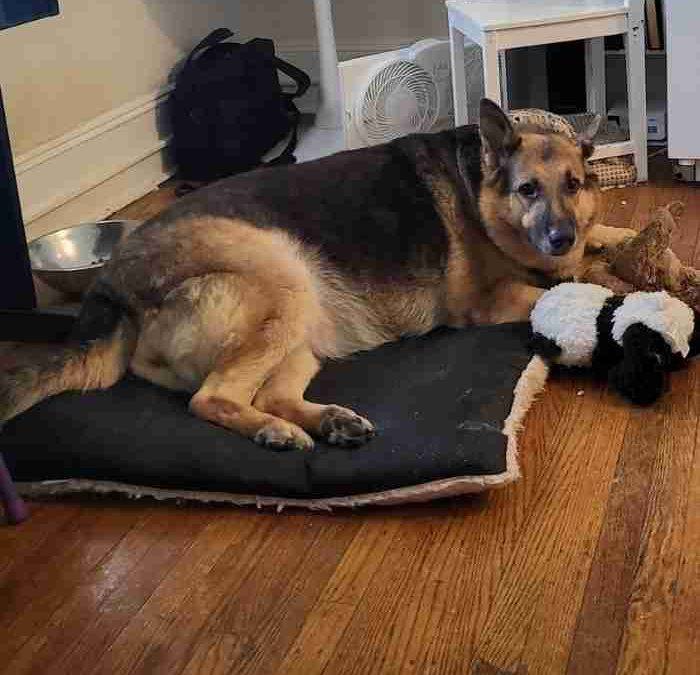Gorgeous german shepherd for adoption in philadelphia pa – supplies included – adopt molly