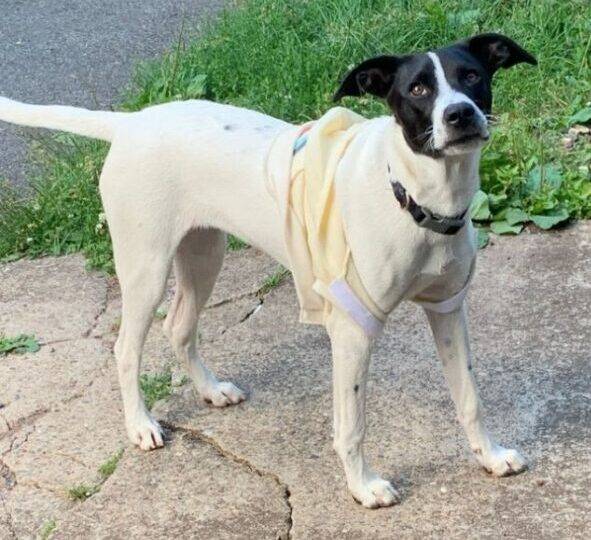 Jack russell terrier mix for adoption in linden nj