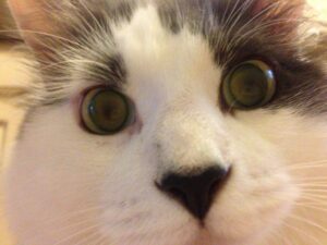 Maine coon mix cat rehomed in los angeles ca