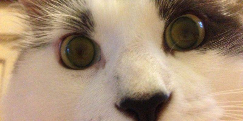 Maine Coon Mix Cat Rehomed in Los Angeles CA