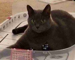 Russian blue mix cat adoption calgary alberta adopt murphy