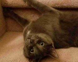 Russian blue mix cat adoption calgary alberta adopt murphy