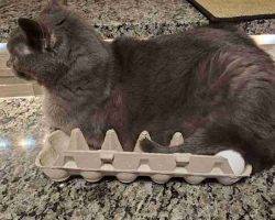 Russian blue mix cat adoption calgary alberta adopt murphy