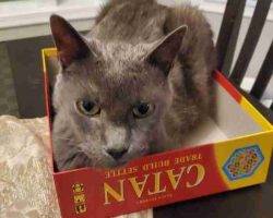 Russian blue mix cat adoption calgary alberta adopt murphy