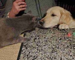 Russian blue mix cat adoption calgary alberta adopt murphy
