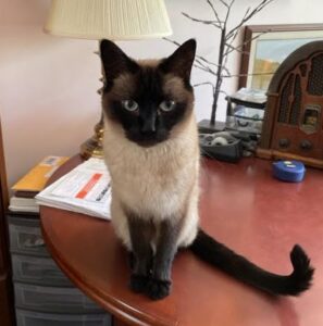 Chocolate siamese cats for adoption in calgary
