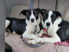 Chicago IL – Border Collie Labrador Retriever Mix Dogs For Adoption – Meet Luigi And Carmella