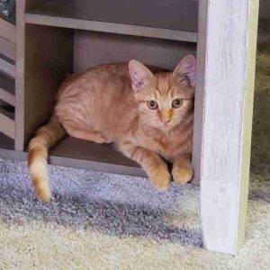 Pretty short haired tabby cat for adoption in san diego ca adopt nala