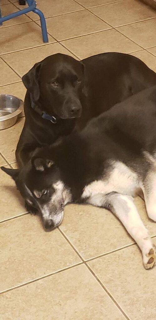 Bonded black labrador retriever and siberian husky dogs for adoption in denton, texas