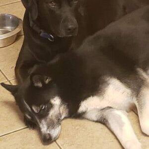 Bonded black labrador retriever and  siberian husky dogs for adoption in denton, texas – supplies included – adopt joey and neko