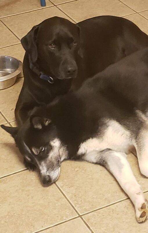Bonded Black Labrador Retriever and Siberian Husky Dogs For Adoption in Denton, Texas