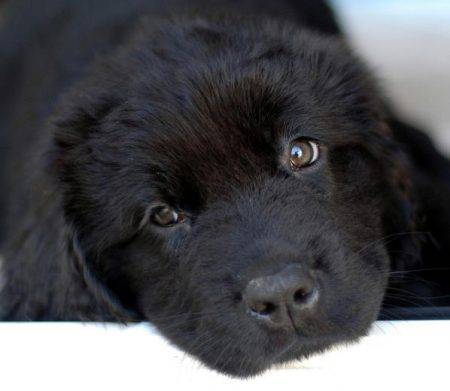 Newfoundland puppy photo