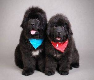 Newfoundland dog adoption