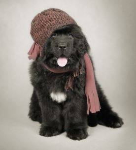 Cute newfoundland puppy