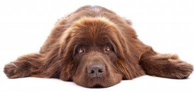 Funny brown newfoundland dog