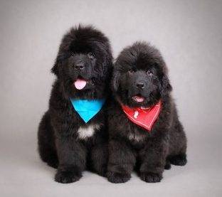 Pair of cute newfoundland puppies