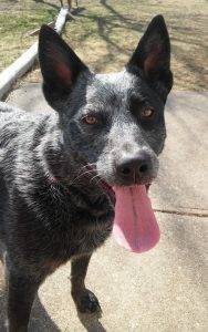 Birmingham al - australian cattle dog (blue heeler) rehomed - adopt ninja today