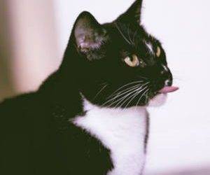 Adorable Tuxedo Cat For Adoption in Sarasota (Port Charlotte) Florida – Supplies Included – Adopt Nissa