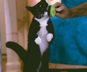 Adorable tuxedo cat for adoption in sarasota (port charlotte) florida – supplies included – adopt nissa