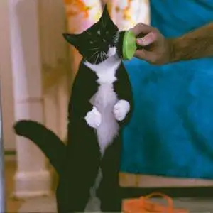 Adorable Tuxedo Cat For Adoption in Sarasota (Port Charlotte) Florida – Supplies Included – Adopt Nissa