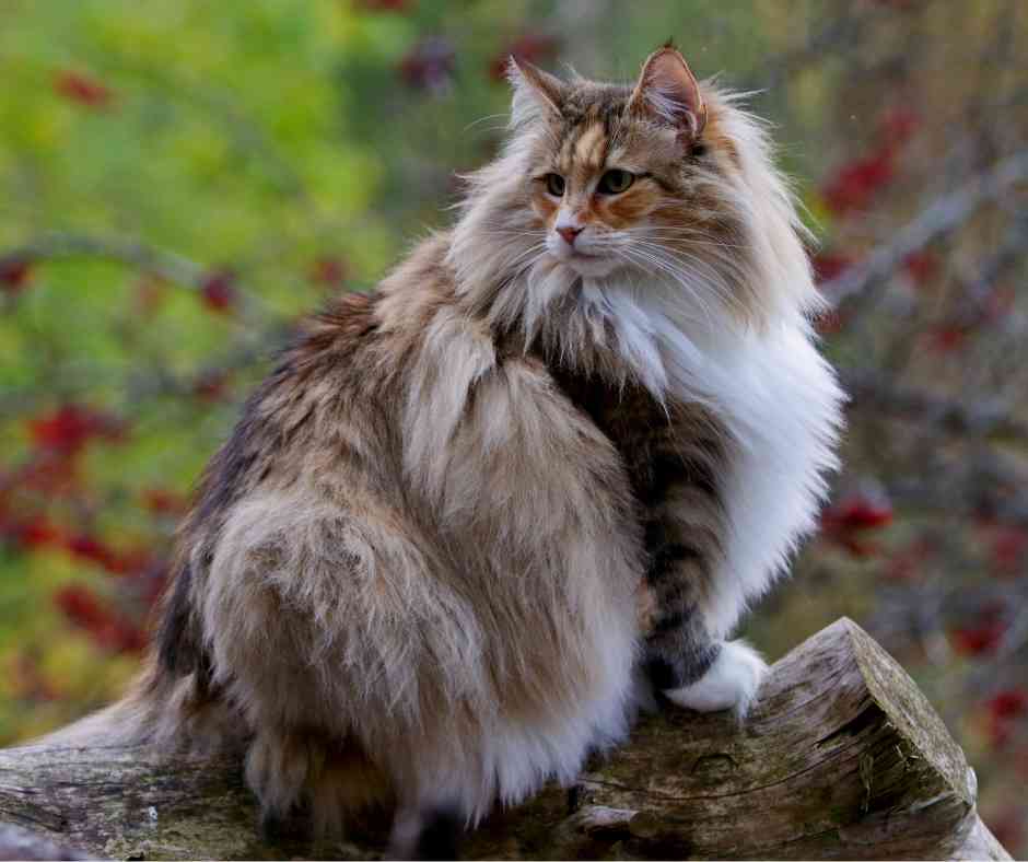 Photo of a very handsome Norwegian Forest cat