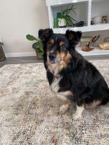 Miniature australian shepherd (mini aussie) for adoption - nova awaits her forever family from her home in spruce grove, alberta