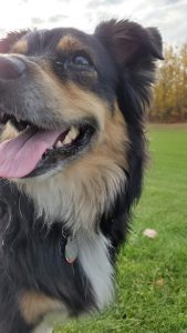 Miniature australian shepherd (mini aussie) for adoption - nova awaits her forever family from her spacious yard in spruce grove, alberta