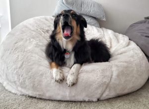 Miniature australian shepherd (mini aussie) for adoption - nova awaits her forever family from her cozy bed in spruce grove, alberta