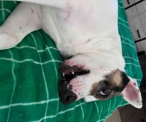 American pit bull terrier pitbull for adoption in san antonio texas - oaklie