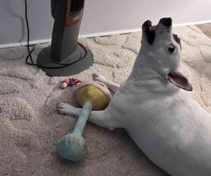 American pit bull terrier pitbull for adoption in san antonio texas - oaklie