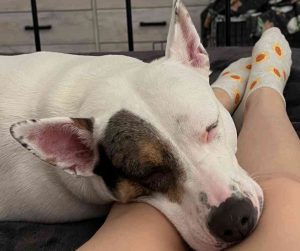 American pit bull terrier pitbull for adoption in san antonio texas - oaklie