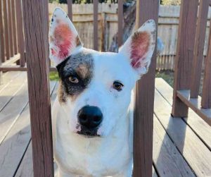 American pit bull terrier pitbull for adoption in san antonio texas - oaklie