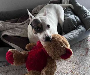 American pit bull terrier pitbull for adoption in san antonio texas - oaklie
