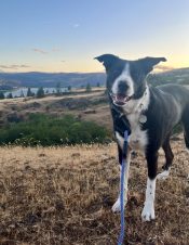 Border Collie Mix Dog For Adoption In Portland Oregon – Meet Olaf